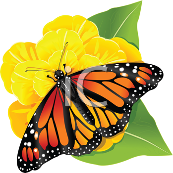 Insect Clipart