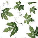 Plant Clipart