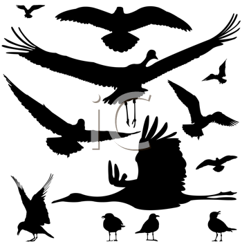 Insect Clipart