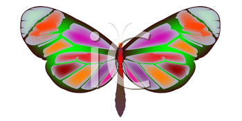 Insect Clipart