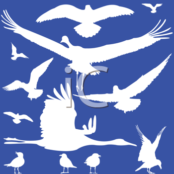 Bird Clipart