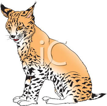 Pet Clipart