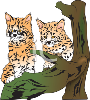 Pet Clipart