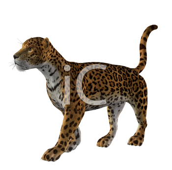 Pet Clipart