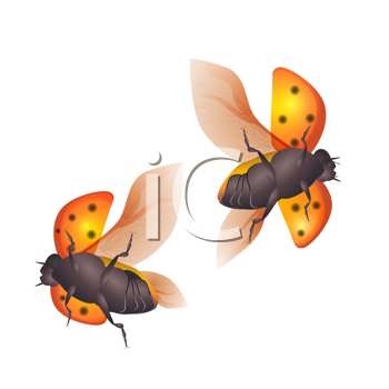 Insect Clipart