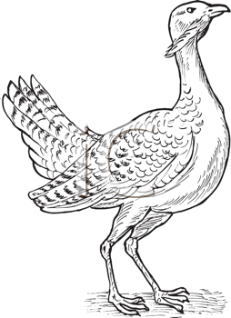 Bird Clipart
