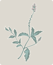 Flower Clipart