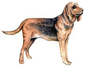 Free B Clipart