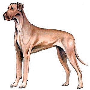 Free G Clipart