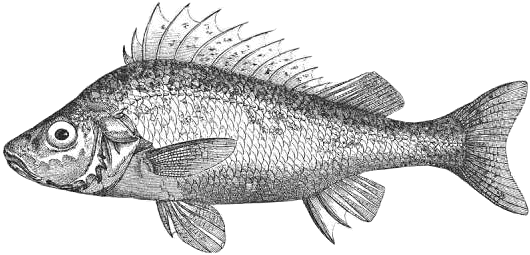 Free Fish Coloring Pages Clipart
