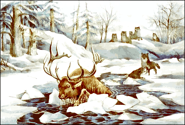 Free Moose Clipart