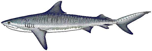 Free Tiger Shark Clipart