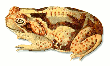 Free Toad Clipart