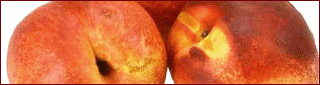 Free Nectarine Clipart