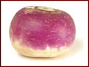 Free Turnip Clipart