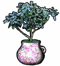 Free Houseplant Clipart